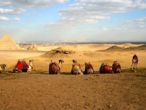 Resting Camels, Great Pyramids