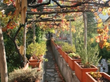 Vineyard Mid Fall, Italy