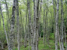 New Hampshire Woods