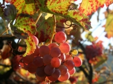 Vineyard Mid Fall, Italy