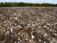 Cotton Field in the Fall